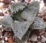 Хавортия вектор (Haworthia vector, ハオルチア　ベクター)